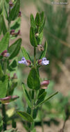 Image of Leonard's skullcap