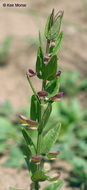 Image de Scutellaria parvula var. missouriensis (Torr.) Goodman & C. A. Lawson