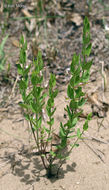 Image de Scutellaria parvula var. missouriensis (Torr.) Goodman & C. A. Lawson