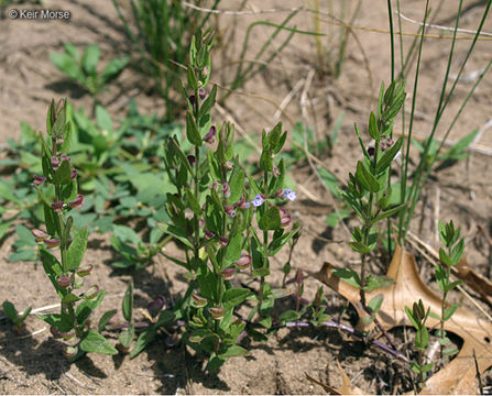 Image de Scutellaria parvula var. missouriensis (Torr.) Goodman & C. A. Lawson