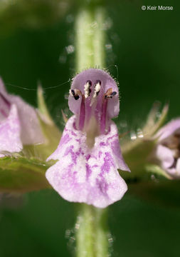 Image of Stachys hispida Pursh