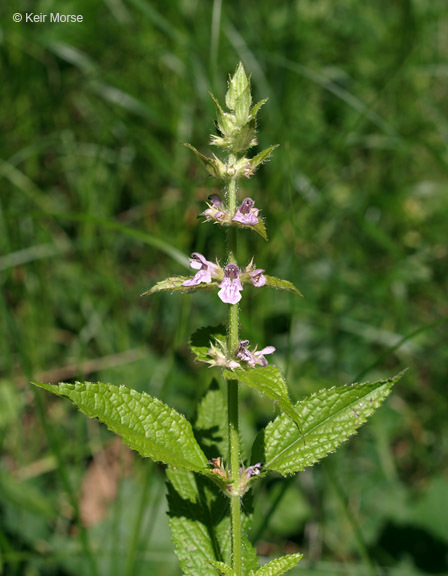 Image of Stachys hispida Pursh