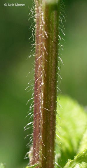 Image of Stachys hispida Pursh