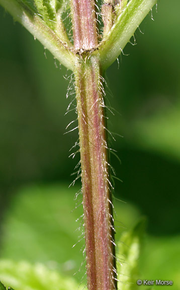 Image of Stachys hispida Pursh