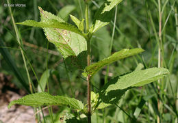 Image de Stachys hispida Pursh