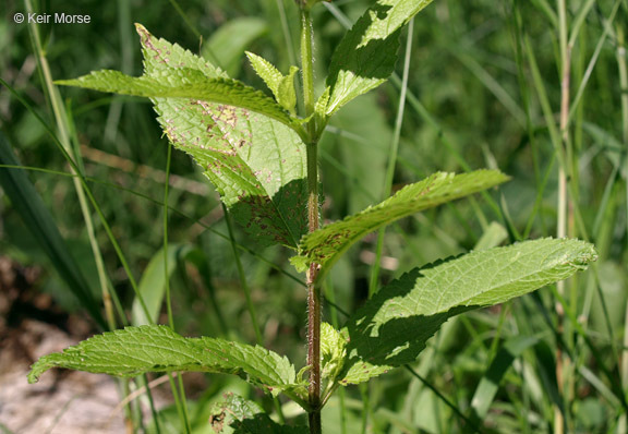 Image of Stachys hispida Pursh