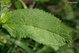 Image de Stachys hispida Pursh