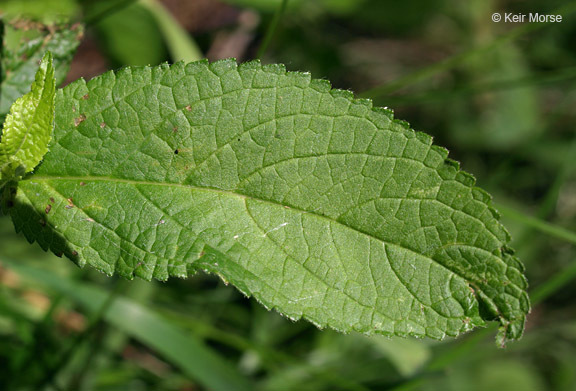 Image of Stachys hispida Pursh