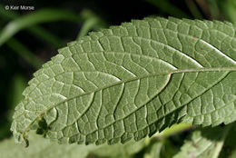 Image of Stachys hispida Pursh