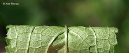 Image of Stachys hispida Pursh