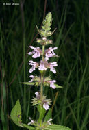 Image of Stachys hispida Pursh