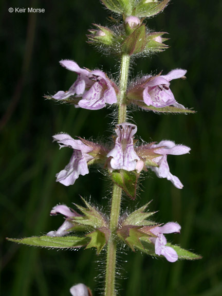 Image of Stachys hispida Pursh