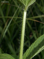 Image de Stachys hispida Pursh