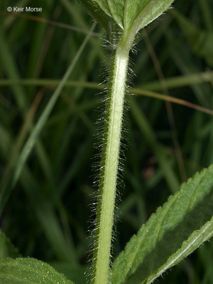 Image of Stachys hispida Pursh