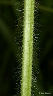 Image of Stachys hispida Pursh