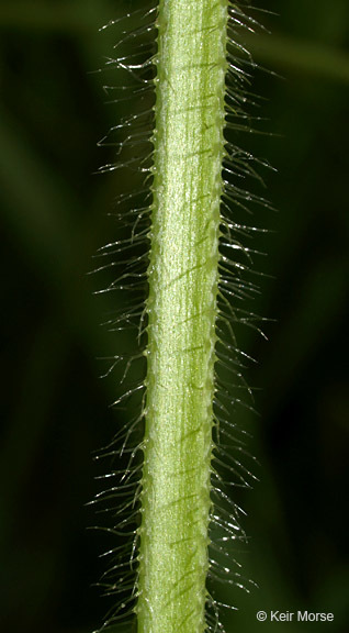 Image de Stachys hispida Pursh