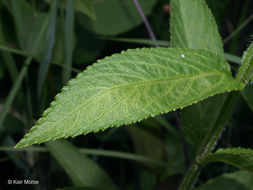 Image of Stachys hispida Pursh