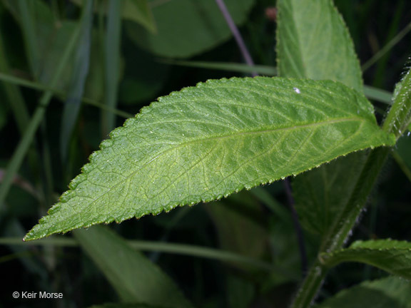 Image de Stachys hispida Pursh