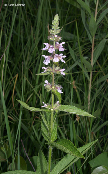 Image de Stachys hispida Pursh