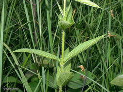 Image de Stachys hispida Pursh