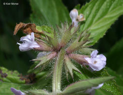 Image de Stachys hispida Pursh