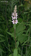 Image of Stachys hispida Pursh