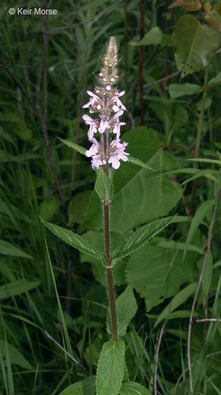 Image de Stachys hispida Pursh