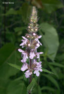 Image of Stachys hispida Pursh