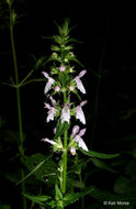 Image of Smooth Hedge-Nettle