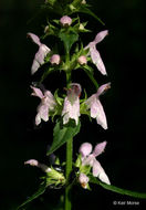 Image de Stachys tenuifolia Willd.