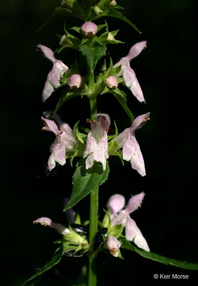 Image de Stachys tenuifolia Willd.