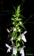 Image de Stachys tenuifolia Willd.