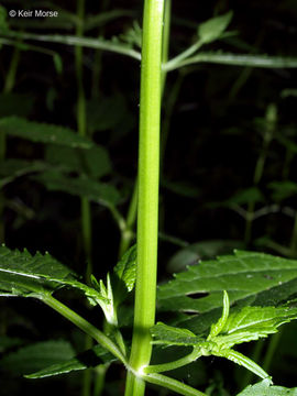 Image of Smooth Hedge-Nettle