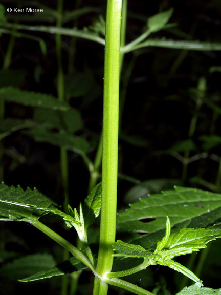 Image de Stachys tenuifolia Willd.