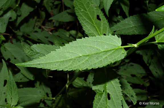Image of Smooth Hedge-Nettle