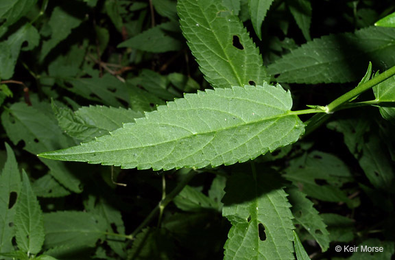 Image de Stachys tenuifolia Willd.