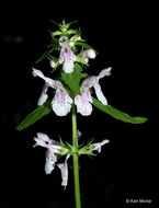 Image of Smooth Hedge-Nettle