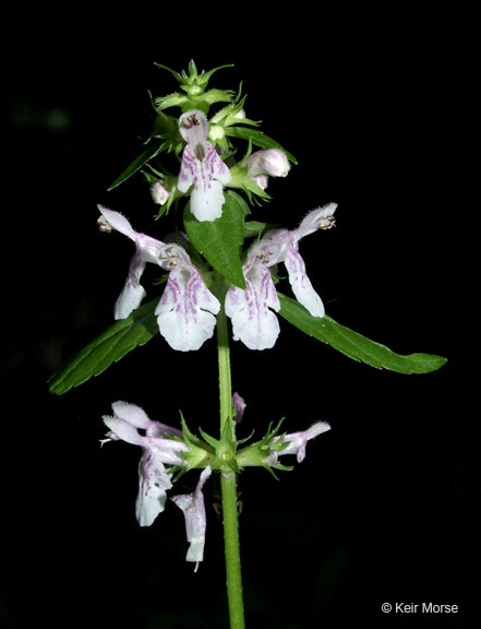 Image de Stachys tenuifolia Willd.