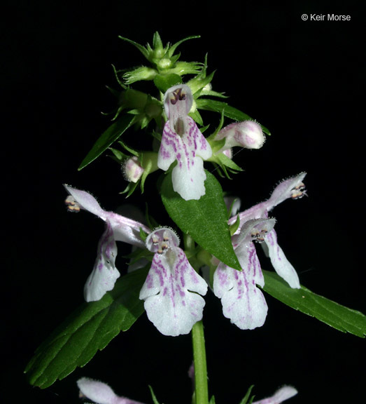 Image of Smooth Hedge-Nettle