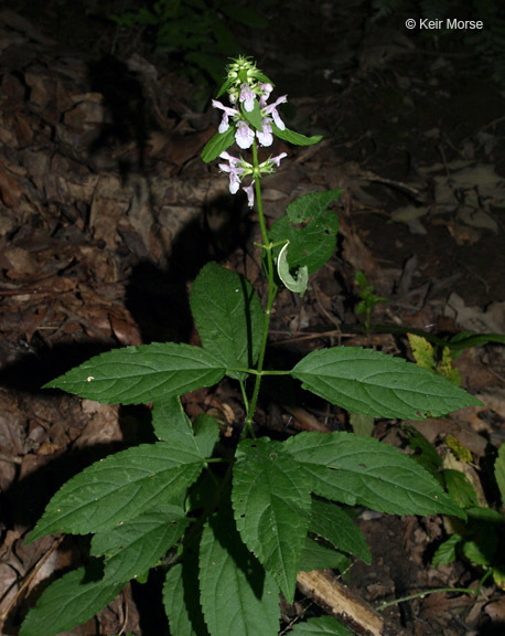 Image de Stachys tenuifolia Willd.