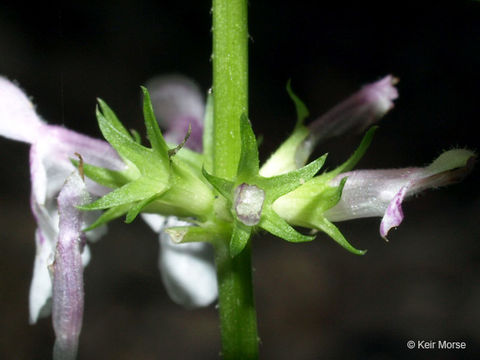 Image of Smooth Hedge-Nettle