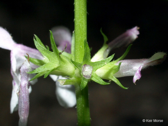 Image de Stachys tenuifolia Willd.