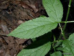 Image de Stachys tenuifolia Willd.
