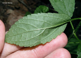 Image de Stachys tenuifolia Willd.