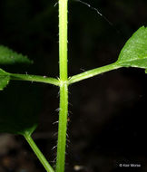 Image de Stachys tenuifolia Willd.
