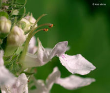 Imagem de Teucrium canadense var. occidentale (A. Gray) E. M. McClint. & Epling