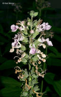 Imagem de Teucrium canadense var. occidentale (A. Gray) E. M. McClint. & Epling