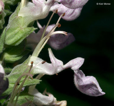 Image of western germander