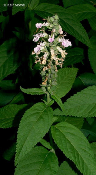 Imagem de Teucrium canadense var. occidentale (A. Gray) E. M. McClint. & Epling