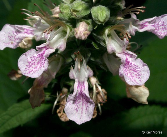 Imagem de Teucrium canadense var. occidentale (A. Gray) E. M. McClint. & Epling